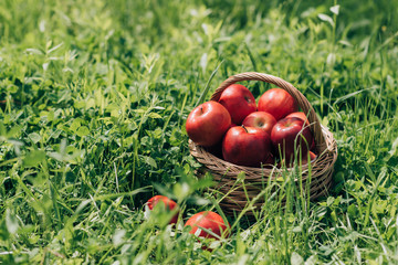 close up view of ripe apples in wicker basket on green grass