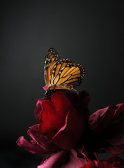 monarch butterfly, photographed on black studio background.