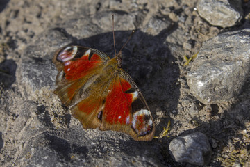 beautiful big butterfly admiral sitting on a rock