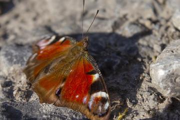 beautiful colorful big butterfly Admiral sits on a stone close