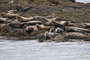 The seals on the beach