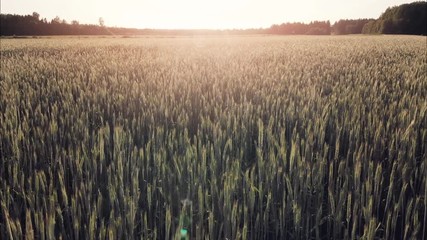 cereal field at sunset