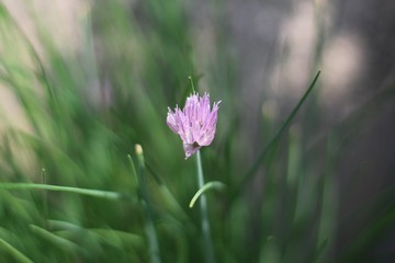 Schnittlauchblüte