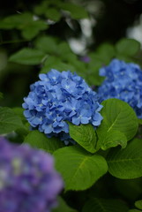 紫陽花（hydrangea）