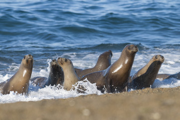 Fototapeta premium Mother and baby sea lion, Patagonia
