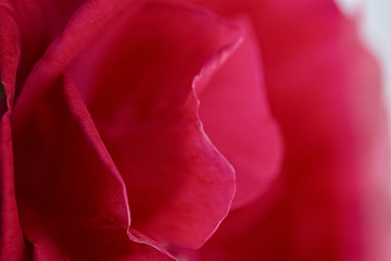 petals of red wild roses in details with blur