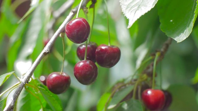 Ripe red cherries hanging on a branch of a cherry tree