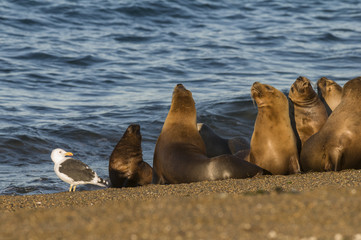 Mother and baby sea lion, Patagonia