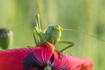 heupferdchen