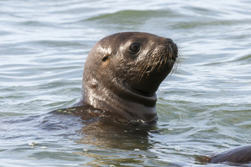 Mother and baby sea lion, Patagonia