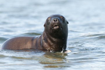 Fototapeta premium Mother and baby sea lion, Patagonia
