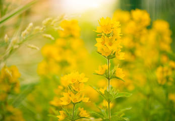 summertime yellow flowers background