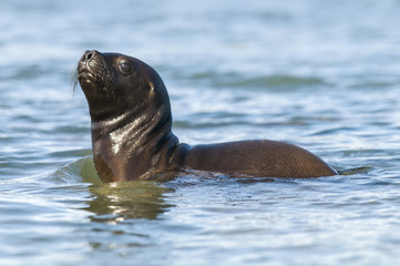 Fototapeta premium Mother and baby sea lion, Patagonia