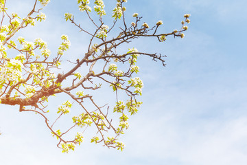 Cherry blossoms over blurred nature background