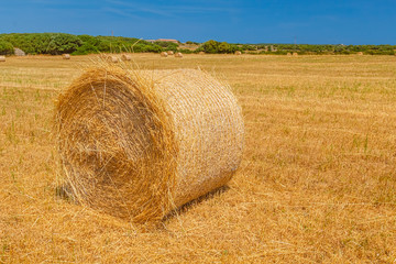 Sunny field with big hay bale
