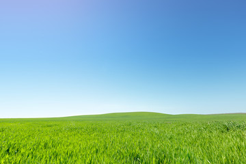 beautiful Green field