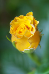 Beautiful yellow rose flower in a garden.