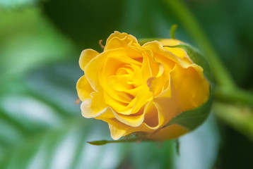 Beautiful yellow rose flower in a garden.