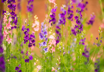 muticolor summer garden flowers at abstract colorful background