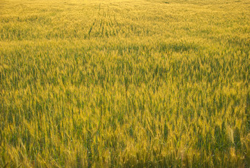 field of rye wheat