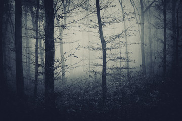 tree in dark foggy forest