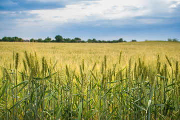 field of rye wheat
