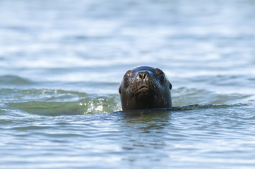 Naklejka premium Mother and baby sea lion, Patagonia