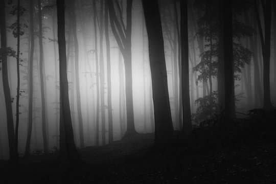 Fototapeta dark black and white forest landscape