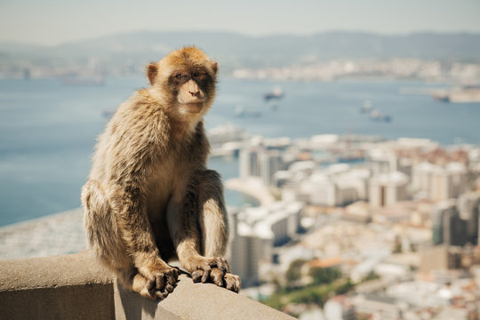 Barbary macaque sitting on a wall at the top of The Rock of Gibraltar with out of focus city in background. Picture with shallow depth of field and retro faded look effect.
