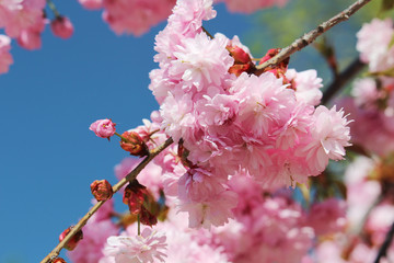 Pink blossoming trees in April in Russia