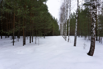 Park Winter forest and frozen Winter landscape on the shore with a tree in the frost.
