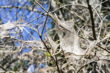 Spiderweb on tree branches. bird cherry moth Yponomeutidae