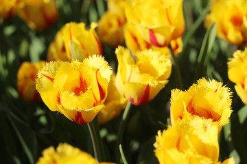 Red and yellow double tulips