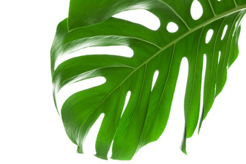Big green leaf of Monstera plant on white background