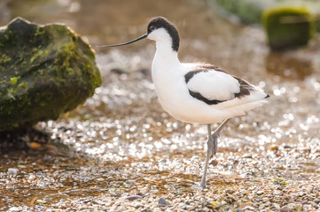 close-up of a pied avocet in shallow pebbled water