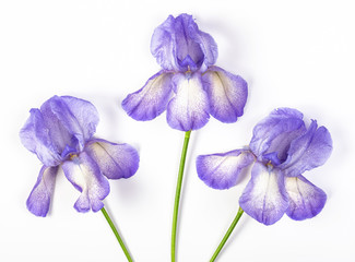 Three purple irises on white background. Top view. Flat lay.