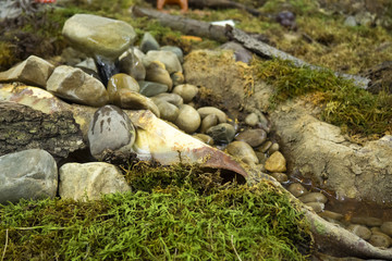 mountain stream in the forest