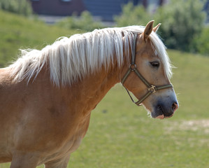 Obraz premium Norwegian horse