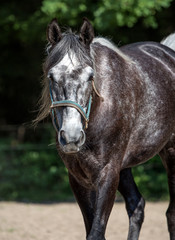 Fototapeta premium Portrait of a horse Horse on nature.