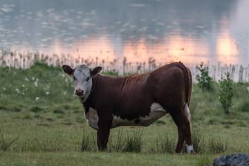 cow in a field near a lake in Filipstad Sweden