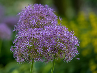 purple leek allium closeup