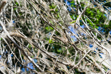 Spiderweb on tree branches. bird cherry moth Yponomeutidae