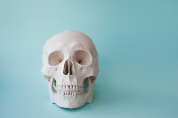 Human skull on clear blue background.