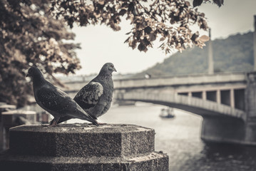 Obraz premium A couple of doves on Prague embankment