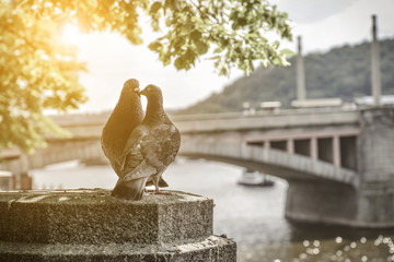 A couple of doves on Prague embankment