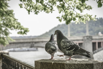 A couple of doves on Prague