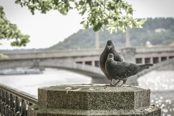 A couple of doves on Prague