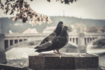 A couple of doves on Prague embankment