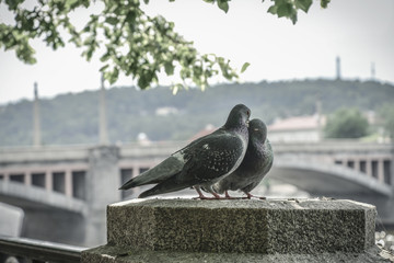A couple of doves on Prague embankment