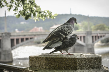 A couple of doves on Prague embankment